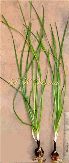  Plants